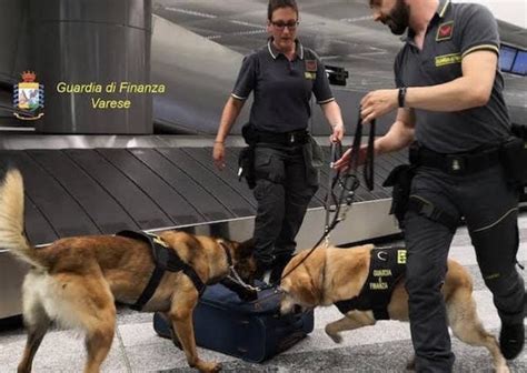 contrabbando rolex|Importano illegalmente orologi di lusso a Malpensa per un valore .